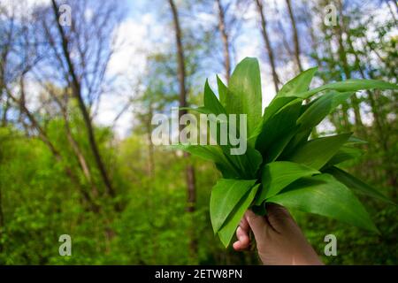 mazzetto di foglie di aglio selvatico (ramsons) appena raccolto in mano sullo sfondo di una foresta primaverile Foto Stock