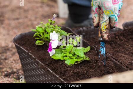 Giardiniere con zappa piante di petunia in pentole decorative, foto in primo piano con fuoco selettivo Foto Stock