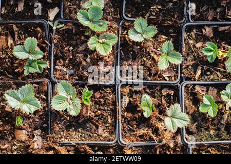 Piantina di fragole in scatole di plastica, vista dall'alto Foto Stock