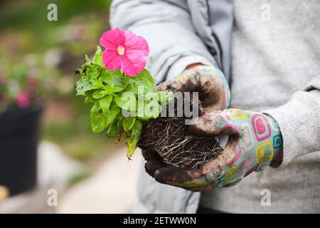 La piantina di petunia con fiore rosso è nelle mani dei giardinieri, foto ravvicinata con messa a fuoco morbida selettiva Foto Stock
