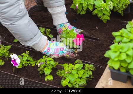 Il giardiniere ripianta le piantine di petunia in pentole decorative, primo piano foto con fuoco selettivo Foto Stock