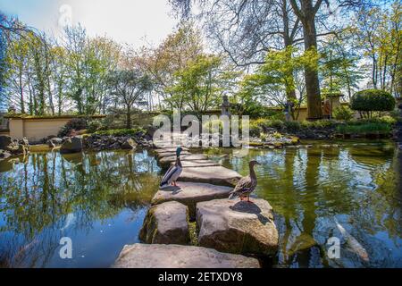 Sentiero in pietra attraverso laghetto in un incredibile giardino giapponese a Kaisewrslautern . Due anatre su pietre e . KOI Carp in acqua - primavera in Germania ! Foto Stock