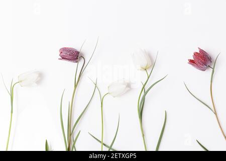 Cornice floreale di fiori Grouse scacchi bianco e viola su sfondo bianco. Disposizione piatta, vista dall'alto. Foto Stock