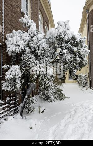 ZUTPHEN, PAESI BASSI - 08 febbraio 2021: Albero innevato che cresce contro una facciata di un edificio storico Foto Stock