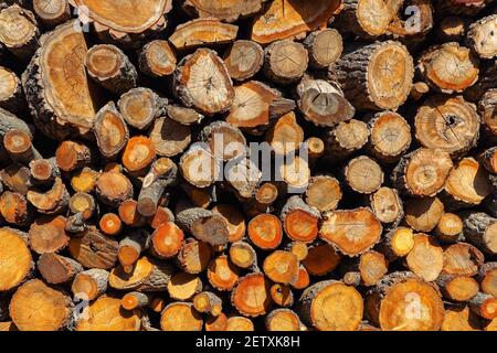Tronchi di legno di albero appena tagliati accatastati sul terreno. Foresta di deforestazione per produzione industriale. Tronchi di alberi in legno e tronchi di legna da ardere tagliati impilati Foto Stock