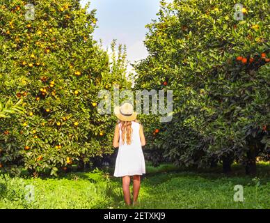 Vista posteriore di ragazza che indossa abiti bianchi e raccoglie arance nel giardino in Turchia Antalya. Copia spazio. Foto Stock