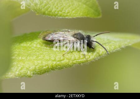 Un'ape mineraria su una tessitura di foglia verde Foto Stock