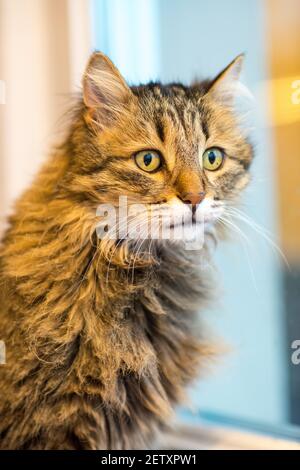 Un Ritratto di un gatto tabby grigio e marrone seduto e guardando Foto Stock