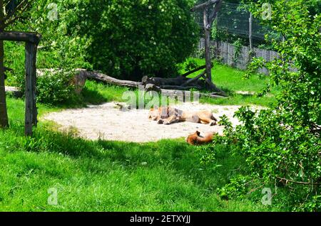 Animali allo Zoo di Herberstein vicino a Graz Austria Foto Stock