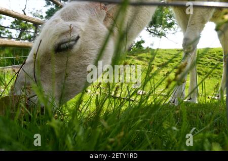 Animali allo Zoo di Herberstein vicino a Graz Austria Foto Stock