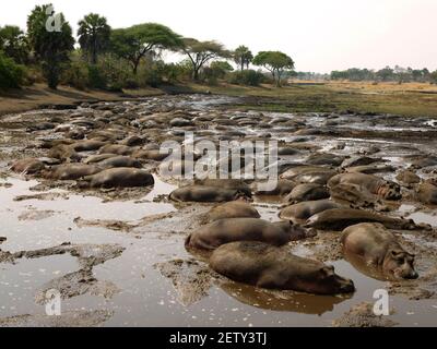 Le sorgenti di Ikuu sono una linea di vita per i Parchi di Hippos durante la stagione secca. Una tavola ad acqua appesa fornisce un'infiltrazione che gli ippopotami possono aggregare Foto Stock