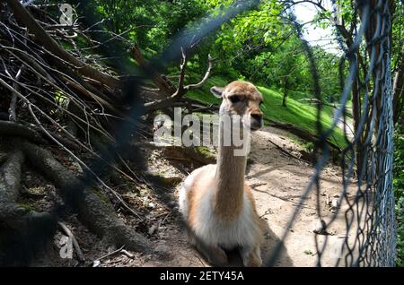 Animali allo Zoo di Herberstein vicino a Graz Austria Foto Stock