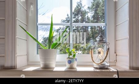 Gruppo di piante casalinghe su davanzale di legno bianco in una camera in stile scandinavo. Stile di vita della decorazione domestica Foto Stock