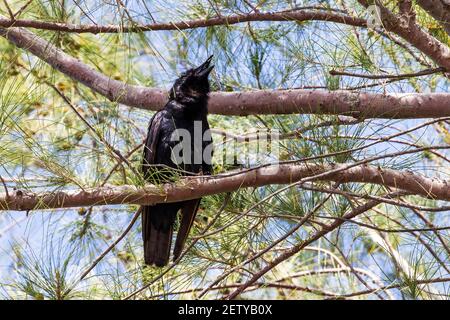 Corvo di pesce, Corvus ossifragus, adulto arroccato su albero, Everglades, Florida, Stati Uniti Foto Stock