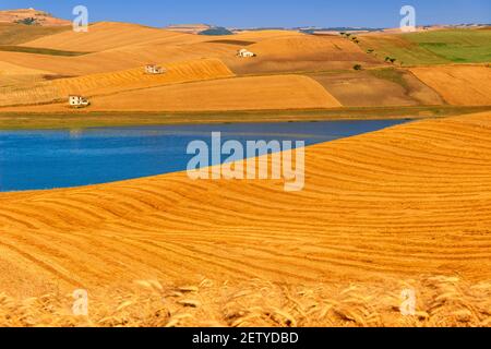 PAESAGGIO RURALE ESTATE. Tra Puglia e Basilicata: Lago di Basentello. Poggiorsini (ITALIA) Foto Stock