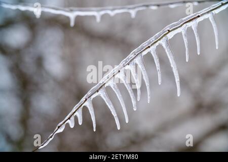 fiche primaverili su rami surgelati e ramoscelli vista closeup Foto Stock