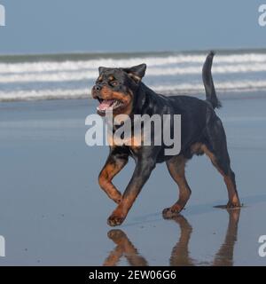 rottweiler in esecuzione sulla spiaggia Foto Stock