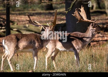 Duelmen, NRW, Germania. 02 marzo 2021. Un capriolo (dama, maschio) sembra fissare alla propria ombra. I cervi rossi e fragili crogiolano al caldo sole della Riserva Naturale di Duelmen, dove mandrie di cervi liberi si trovano in un vasto habitat naturale nella fitta foresta e nel bosco. Credit: Imageplotter/Alamy Live News Foto Stock