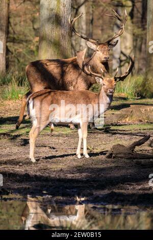 Duelmen, NRW, Germania. 02 marzo 2021. Uno stag di cervi rossi (cervus elaphus) si erge pacificamente accanto a un branco di daini (dama dama). I cervi rossi e fragili crogiolano al caldo sole della Riserva Naturale di Duelmen, dove mandrie di cervi liberi si trovano in un vasto habitat naturale nella fitta foresta e nel bosco. Credit: Imageplotter/Alamy Live News Foto Stock