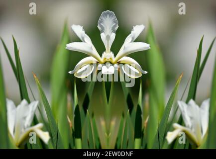 Iris albicans, una pianta fiorente a telaio con petali bianchi puri e foglie verdi-grigie a lama su una naturale composizione primaverile. Foto Stock