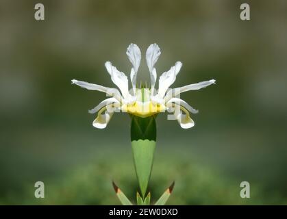 Iris albicans, una pianta fiorente a telaio con petali bianchi puri e foglie verdi-grigie a lama su una naturale composizione primaverile. Foto Stock