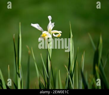 Iris albicans, una pianta fiorente a telaio con petali bianchi puri e foglie verdi-grigie a lama su una naturale composizione primaverile. Foto Stock