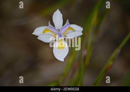 Iris virginica, una profumata pianta fiorente con petali bianchi e pallidi-violetti su sfondo verde naturale composizione astratta. Foto Stock