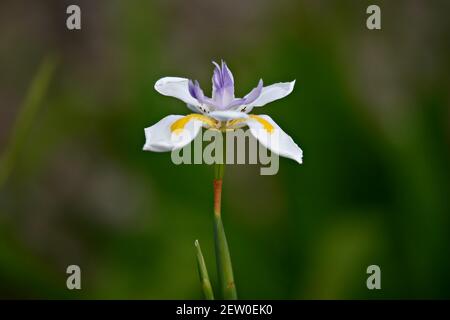 Iris virginica, una profumata pianta fiorente con petali bianchi e pallidi-violetti su sfondo verde naturale composizione astratta. Foto Stock