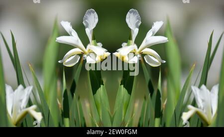 Iris albicans, una pianta fiorente a telaio con petali bianchi puri e foglie verdi-grigie a lama su una naturale composizione primaverile. Foto Stock