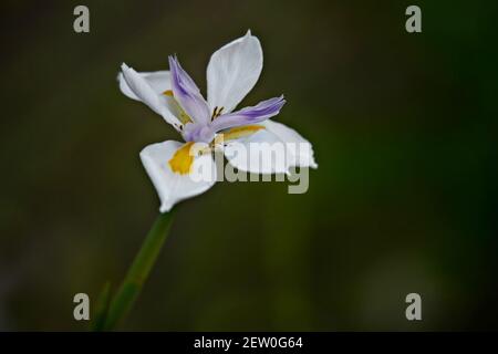 Iris virginica, una profumata pianta fiorente con petali bianchi e pallidi-violetti su sfondo verde naturale composizione astratta. Foto Stock