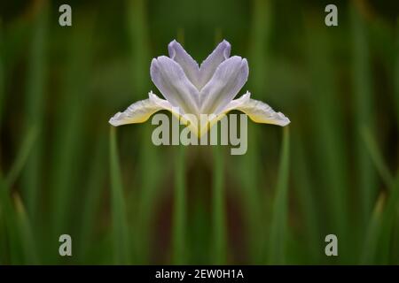 Iris virginica, una profumata pianta fiorente con petali bianchi e pallidi-violetti su sfondo verde naturale composizione astratta. Foto Stock