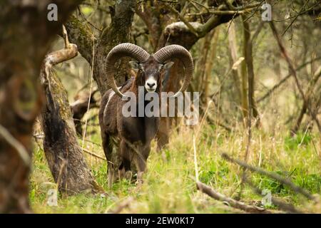 Timido pistone in mouflon con lunghe corna ricurve che si guardano nella fotocamera all'interno della foresta primaverile Foto Stock