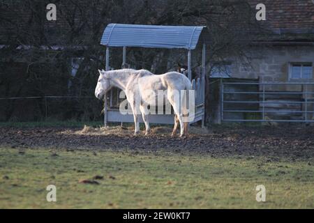 La mia passeggiata a Stoccarda Weilimdorf divertente Animali Cavallo a Schloss Libro di disegno della copertina Solitude progettazione del Calendario Foto Stock