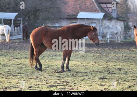 La mia passeggiata a Stoccarda Weilimdorf divertente Animali Cavallo a Schloss Libro di disegno della copertina Solitude progettazione del Calendario Foto Stock