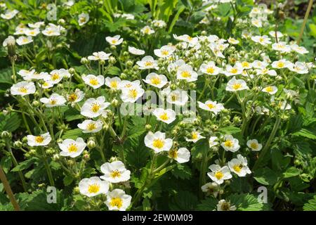 Fioritura delle fragole per primavera su sfondo verde foglio. Sfondo naturale al giorno solare. Foto Stock