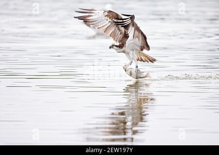 Osprey (Pandion haliaetus) Cattura di un pesce in un lago in Germania Foto Stock