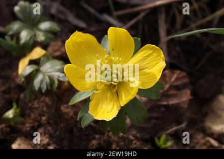 Eranthis hyemalis è una pianta che si trova in Europa. Foto Stock