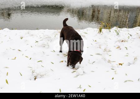 Brown labrador Retriver divertirsi all'aperto mangiare la neve in inverno Foto Stock