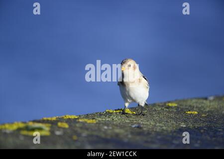 Zigolo delle nevi Foto Stock