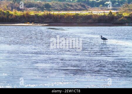 Francia, Vandea (85), île de Noirmoutier, Noirmoutier-en-l'Ile, aigrette garzette (Egretta garzetta) dans les marais du vieux port Foto Stock