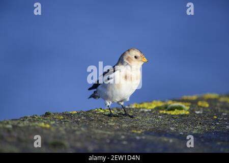 Zigolo delle nevi Foto Stock