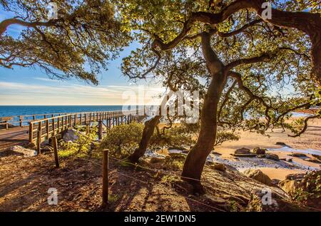 Francia, Vandea (85), île de Noirmoutier, Noirmoutier-en-l'Ile, le Bois de la Chaise, Chênes verts au dessus de l'estacade de la plage des Dames Foto Stock