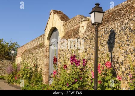 Francia, Somme, Baie de Somme, Saint Valery sur Somme, le strade della città medievale fiancheggiate da hollyhocks in primavera Foto Stock