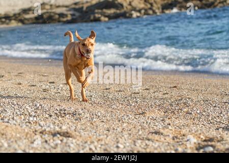 Un cane labrador Retriever in forma e attivo lungo una spiaggia di ciottoli durante una partita di fetch Foto Stock