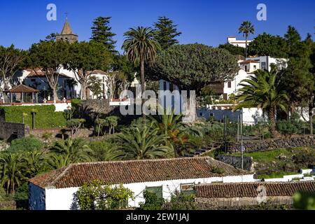 Spagna, Isole Canarie, isola di Tenerife, Puerto de la Cruz, l'albero del Drago millenario Foto Stock