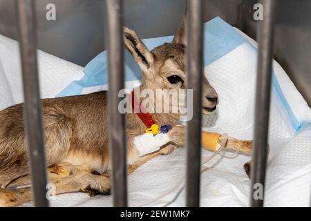 Un gazelle bambino carino in una gabbia al veterinario ricevere i liquidi tramite terapia endovenosa Foto Stock