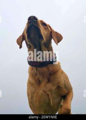 Sotto un cane Labrador Retriever guardando in su e puntando con drool Foto Stock
