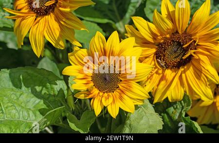 Fiori di sole in fiore nel giardino Foto Stock