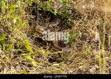 Kenya, Riserva di Samburu, Pitone di Seba (Seba) Foto Stock