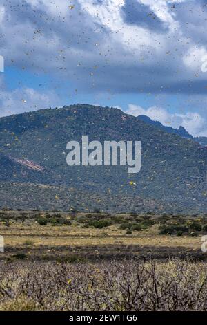 Kenya, distretto di Samburu, Locust del deserto (Schistocerca gregaria), in volo Foto Stock